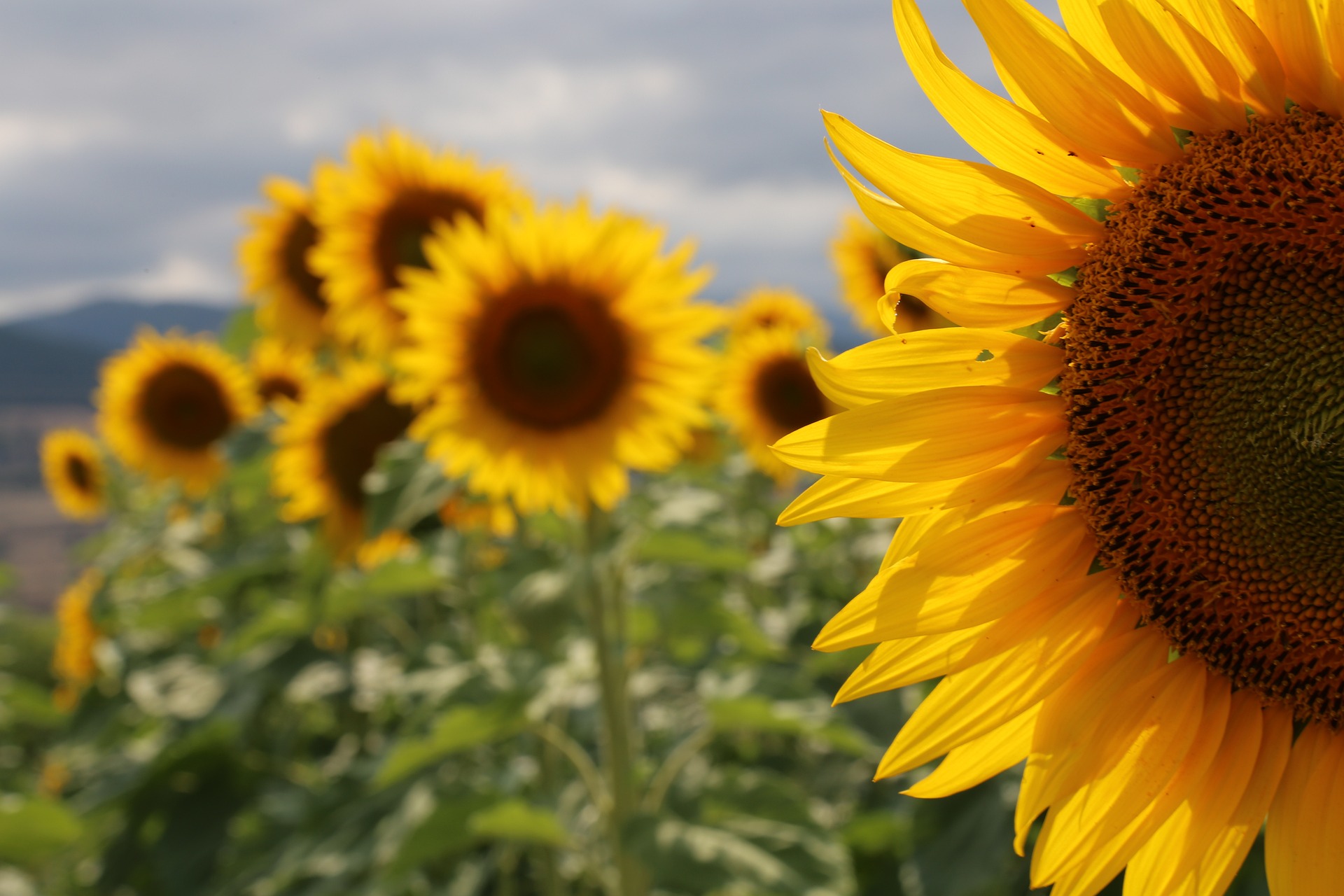 sunflower-4460907_1920 sunflower-4460907_1920